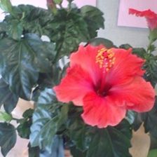 南国の花が日比谷歯科に!